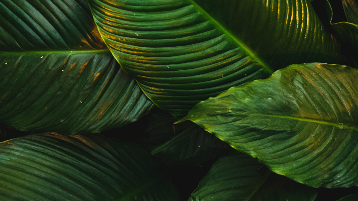 Networks and the Nature of the Firm
